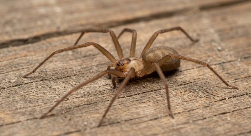Brown Recluse Extermination in New Braunfels, TX