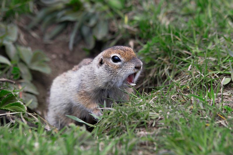 Local Gopher Control pros at work