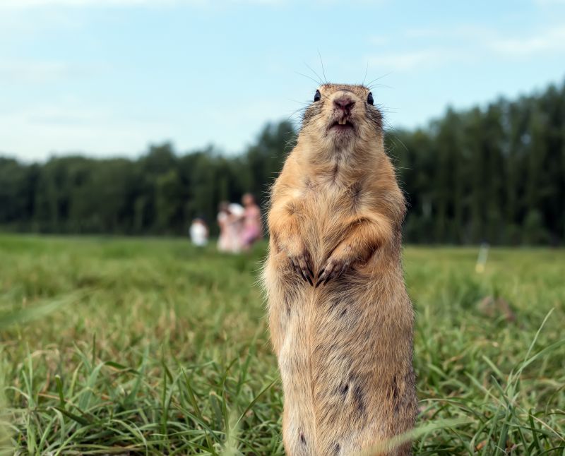 Gopher Control