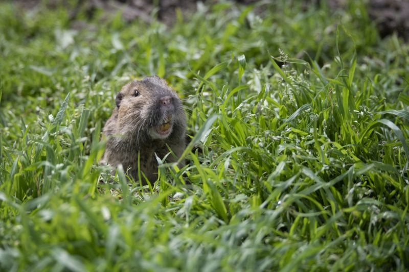 Gopher Control