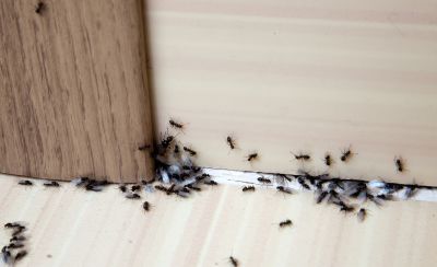 Ant Control Service in Mckinney, TX