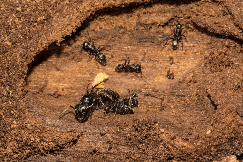 Black Ant Extermination in Mckinney, TX