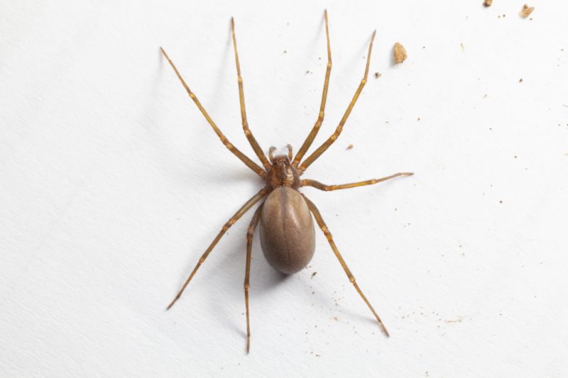 Brown Recluse Extermination in New Braunfels, TX