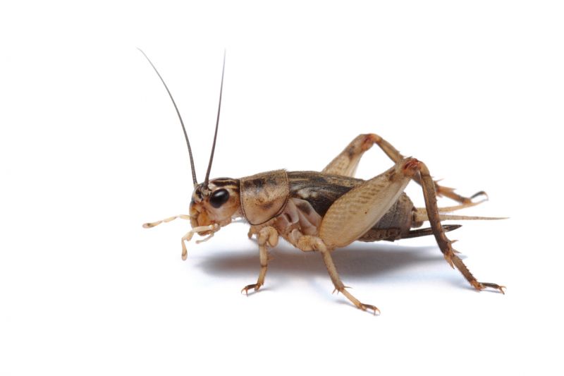 Cricket Prevention in Fort Worth, TX