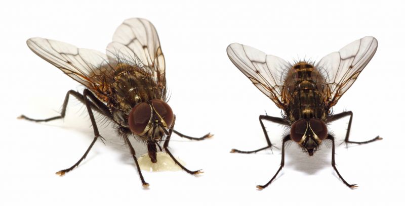Fly Control Service in Katy, TX
