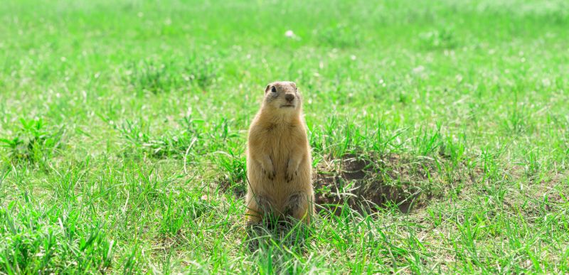 Gopher Control