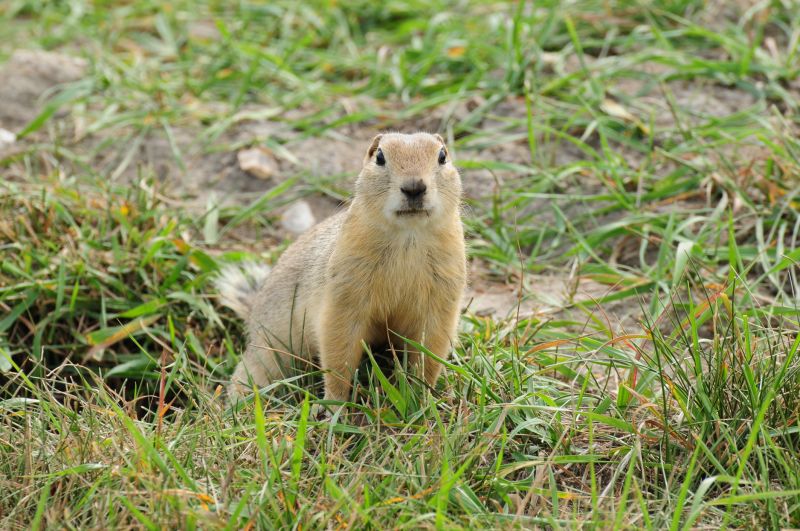 Gopher Control Solutions — Cost of Gopher Control