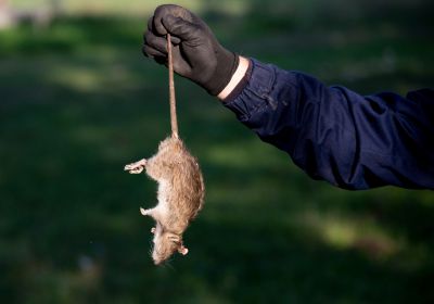 Gopher Control Solutions — Cost of Gopher Control