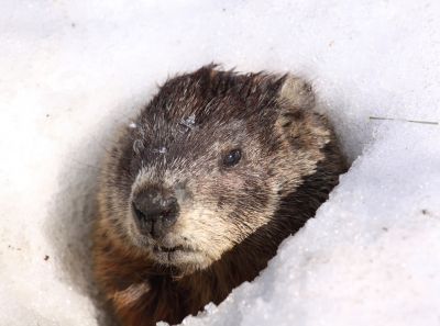 Gopher Control Solutions — Cost of Gopher Control