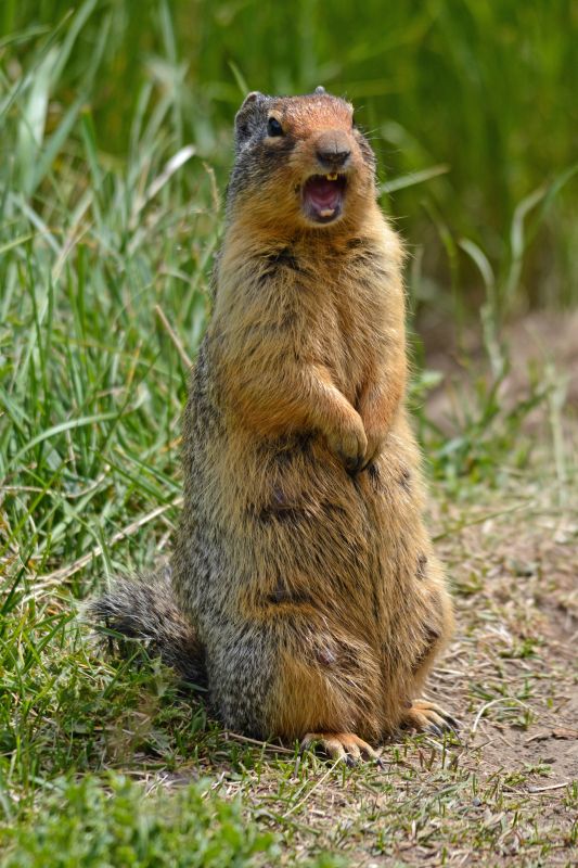 Health And Safety Risks Associated With Gopher Infestations
