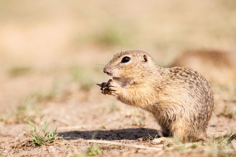 How Gophers Damage Lawns, Landscapes, And Properties