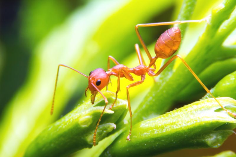 Red Ant Extermination in Katy, TX