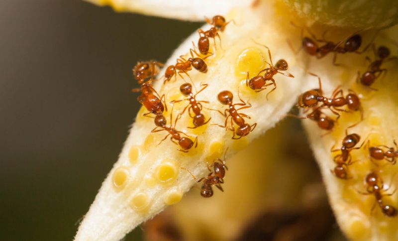 Red Ant Extermination in Fort Worth, TX