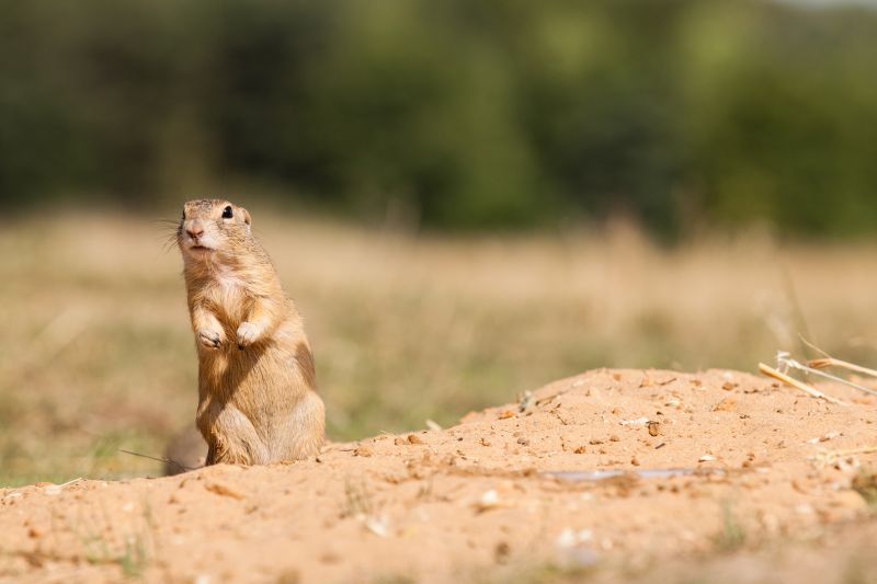 Signs You Have A Gopher Problem On Your Property
