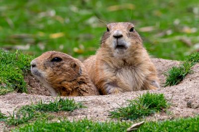 Signs You Have A Gopher Problem On Your Property