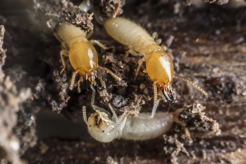 Termite Fumigation in Katy, TX