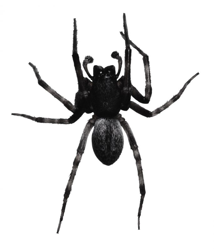 Trapdoor Spider Removal in Denton, TX