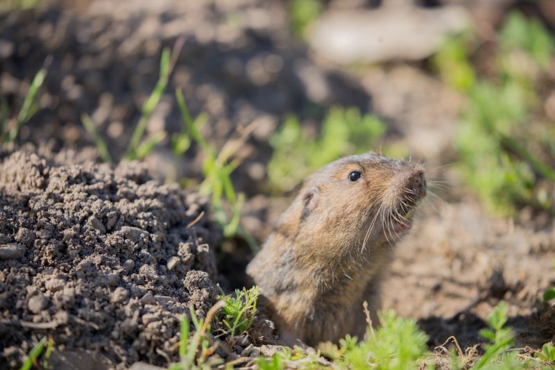Signs That Indicate Gopher Presence