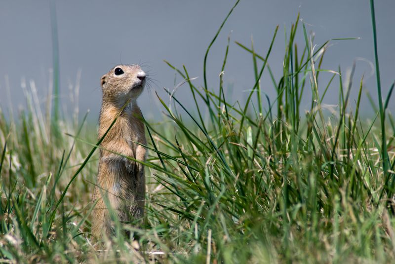 Why Professional Gopher Removal Is More Effective Than Diy Methods