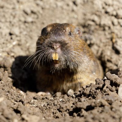 Why Professional Gopher Removal Is More Effective Than Diy Methods