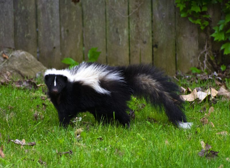 Skunk Encounter