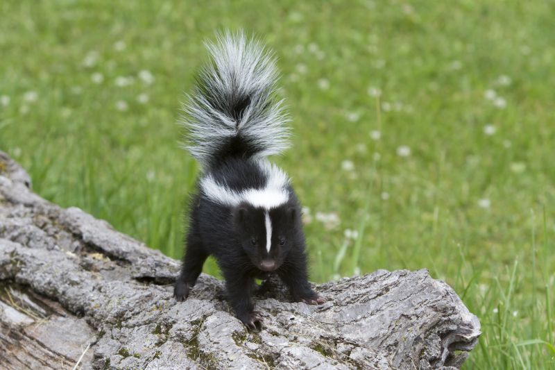 Skunk Sightings